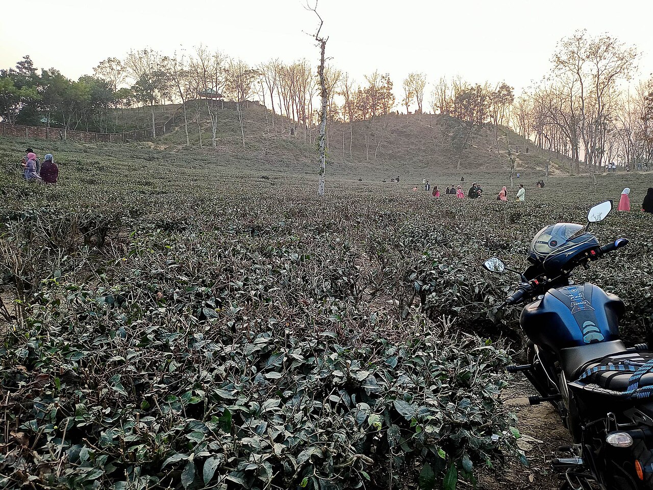 Sylhet Tea Estates